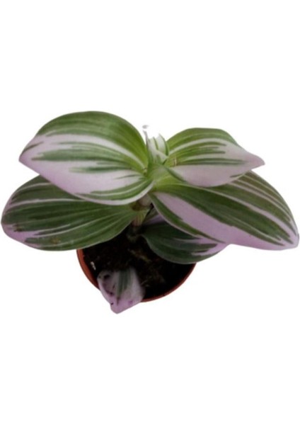Tradescantia Nonuk Telgraf Çiçeği Fidanı 10-20 cm modelleri