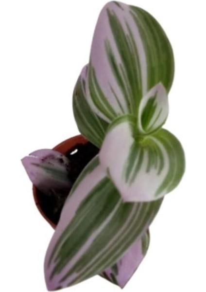 Tradescantia Nonuk Telgraf Çiçeği Fidanı 10-20 cm fırsatları