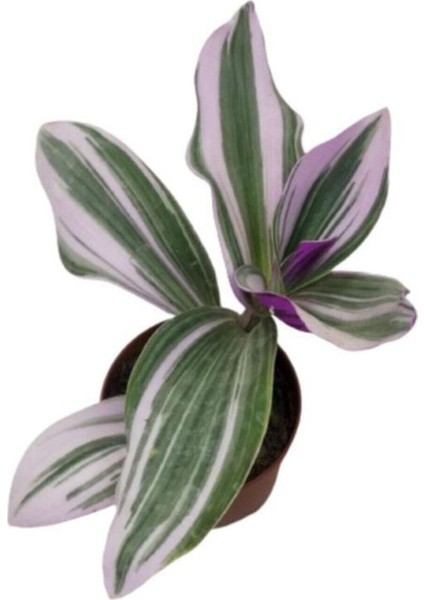 Saksıda Tradescantia Nanouk Telgraf Çiçeği 10-20 cm