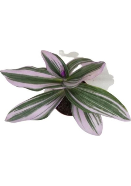 Saksıda Tradescantia Nanouk Telgraf Çiçeği 10-20 cm