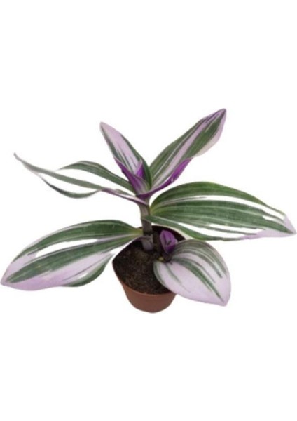 Saksıda Tradescantia Nanouk Telgraf Çiçeği 10-20 cm