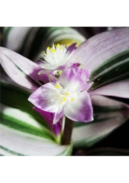 Saksıda Tradescantia Nanouk Telgraf Çiçeği 10-20 cm