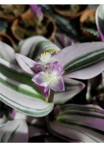Saksıda Tradescantia Nanouk Telgraf Çiçeği 10-20 cm