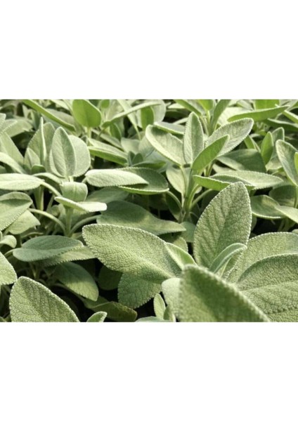 Adaçayı Şalba Fidanı 15-25 cm (Salvia Officinalis)