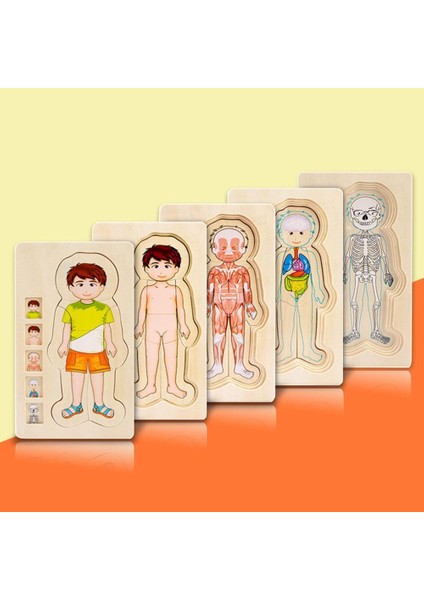 F Stili Eğitici 5 Katmanlı Ahşap Bulmaca Insan Vücut Yapısı Hayvan Hayat Döngüsü Zihinsel Oyun Anaokulu Bebek Montessori Eğitim Aracı (Yurt Dışından)