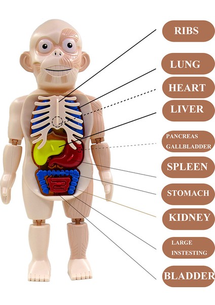 DD232CH Stili Çocuklar Için 3D Bulmaca Insan Vücut Anatomi Modeli Eğitici Öğrenme Organ Montaj Oyuncak Vücut Organ Öğretim Aracı (Yurt Dışından) indirimleri