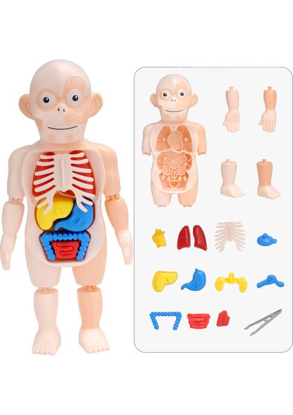 NO.232 Tarzı Çocuklar Için Montessori 3D Puzzle Insan Vücudu Anatomi Modeli Eğitici Öğrenme Organları Birleştirme Oyuncak Vücut Organ Eğitim Aracı (Yurt Dışından) fiyatları
