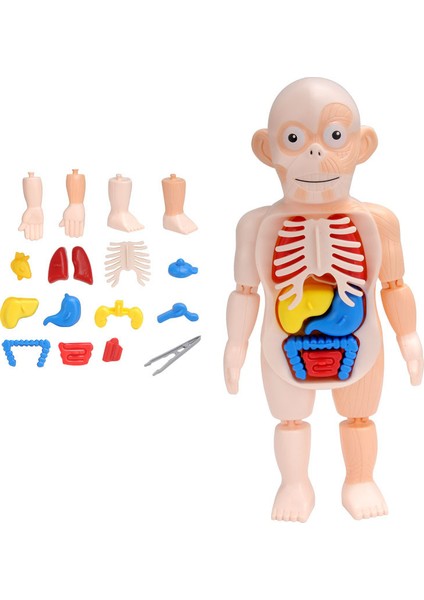 NO.232 Tarzı Çocuklar Için Montessori 3D Puzzle Insan Vücudu Anatomi Modeli Eğitici Öğrenme Organları Birleştirme Oyuncak Vücut Organ Eğitim Aracı (Yurt Dışından) fırsatları