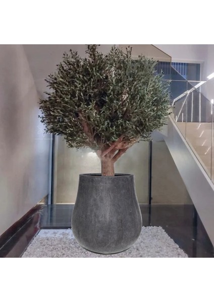 Beton Rodit Saksı