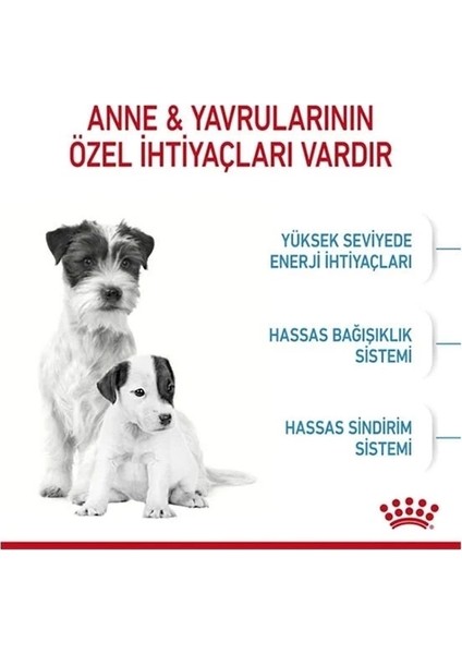 Royal Canin Mini Starter Anne ve Yavru Köpek Maması 4 kg