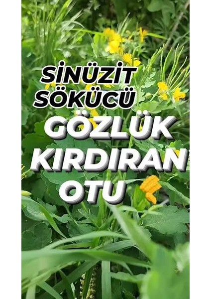 Kırlangıç Otu Fidesi Saksılı30 40CM