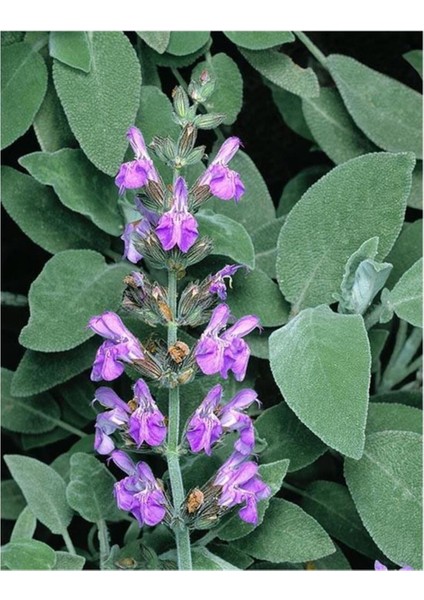 Tıbbi Adaçayı Fidanı Salvia Officinalis 10-20 cm