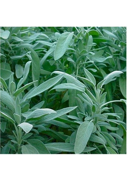 Tıbbi Adaçayı Fidanı Salvia Officinalis 10-20 cm