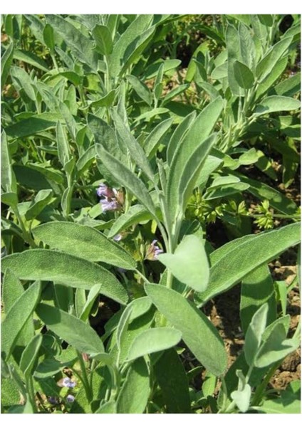 Tıbbi Adaçayı Fidanı Salvia Officinalis 10-20 cm