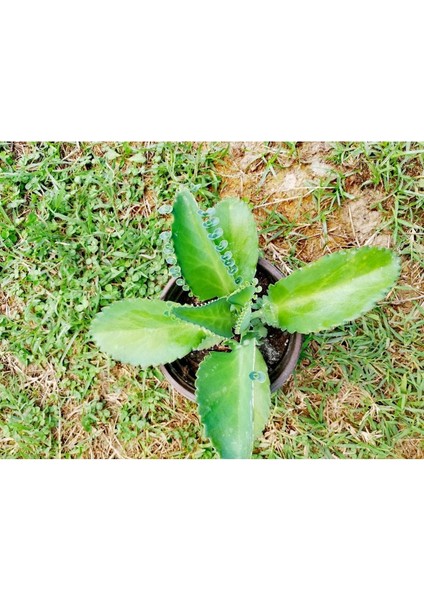 Aşkın Gözyaşı Bitkisi Kalanchoe Laetivirens