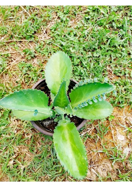 Aşkın Gözyaşı Bitkisi Kalanchoe Laetivirens fiyatları