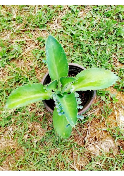 Aşkın Gözyaşı Bitkisi Kalanchoe Laetivirens modelleri