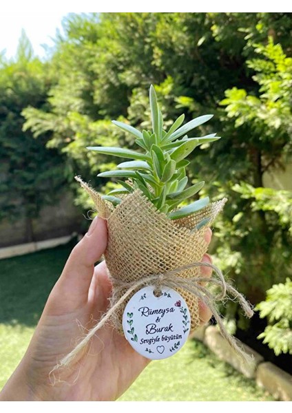 Sukulent Çiçek Etiketi - 100 Adet (3,8 Cm)