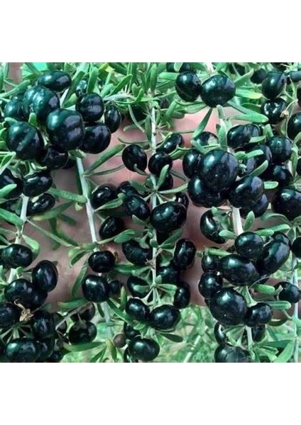3 Adet Goji Berry Fidanı Kırmızı Sarı Siyah Meyve Karışık.tüplü Aşılı...