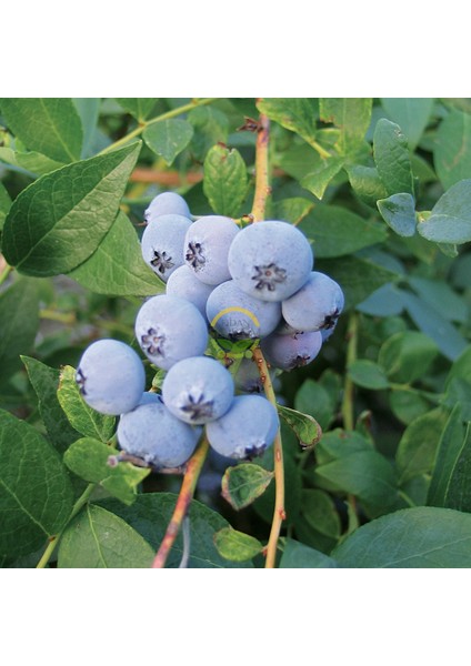 3 Yaş Biloxi Çeşiti Yaban Mersini Fidanı
