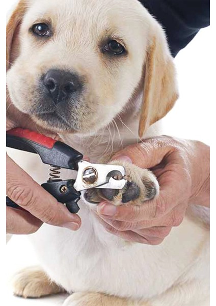 Köpek Tırnak Makası fiyatları
