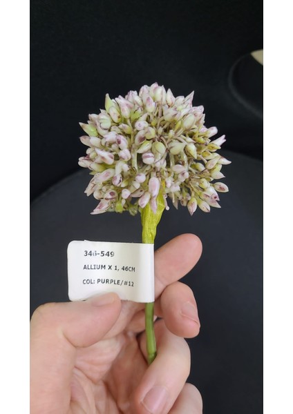 Yapay Çiçek #12 Allium X1 46CM Mor Renk Soğan Çiçeği Ev Dekorasyon Ev Işyeri Şıklık 1 Adet fiyatları