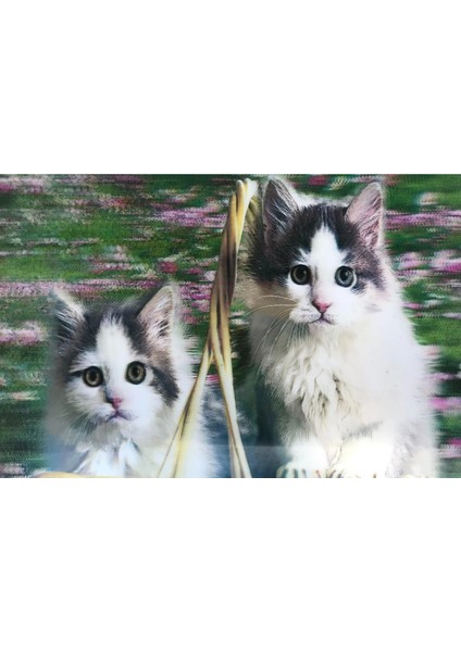 5d Elmas Boyama Sevimli Kediler Ikili Kedi Resmi Tablosu 40X60 cm (5047)