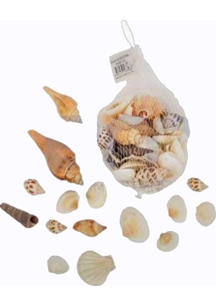 Filede Deniz Kabuğu