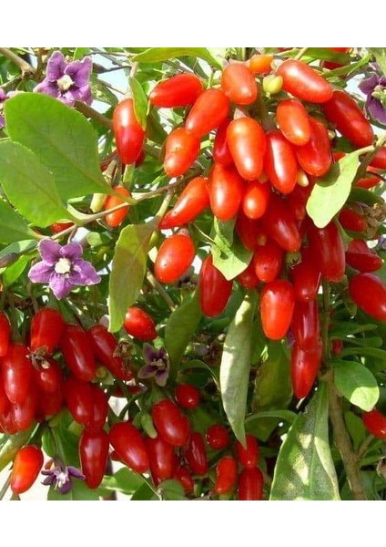 3 Adet Goji Berry Fidanı Kırmızı Sarı Siyah Meyve Karışık.tüplü Aşılı...