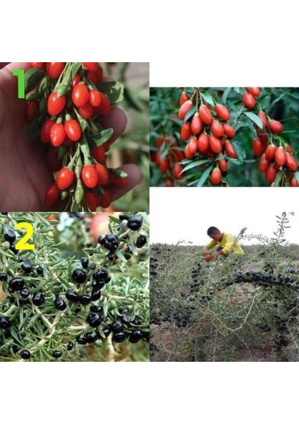 3 Adet Goji Berry Fidanı Kırmızı Sarı Siyah Meyve Karışık.tüplü Aşılı... fiyatları