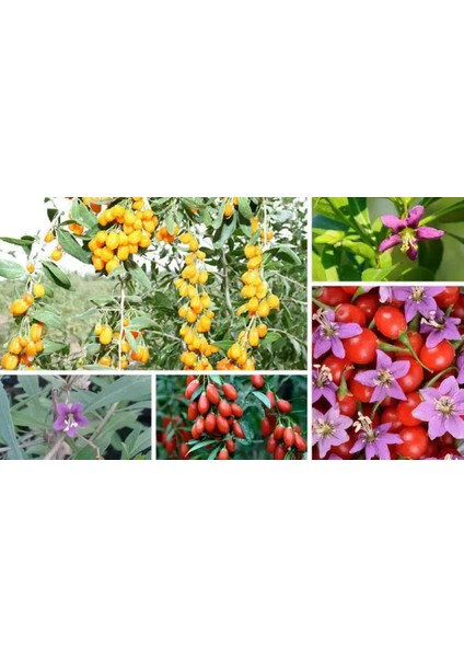 3 Adet Goji Berry Fidanı Kırmızı Sarı Siyah Meyve Karışık.tüplü Aşılı... indirimleri