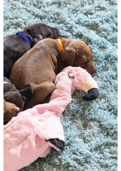 Yavru Köpek Oyuncağı, Flamingo, Peluş, Pembe, 43x24x4cm indirimleri