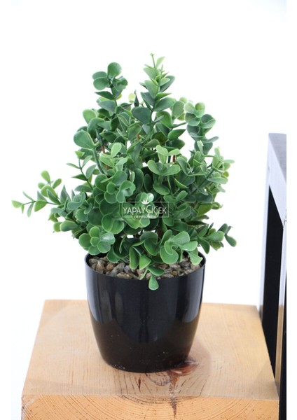Yapay Yoğun Yaprakli Okaliptus Saksılı 25 cm