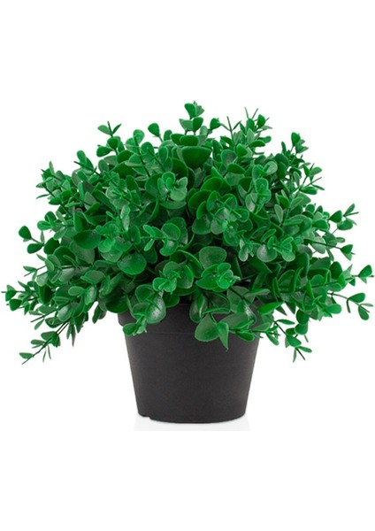 Siyah Mini Plastik Saksıda Yoğun Şimşir