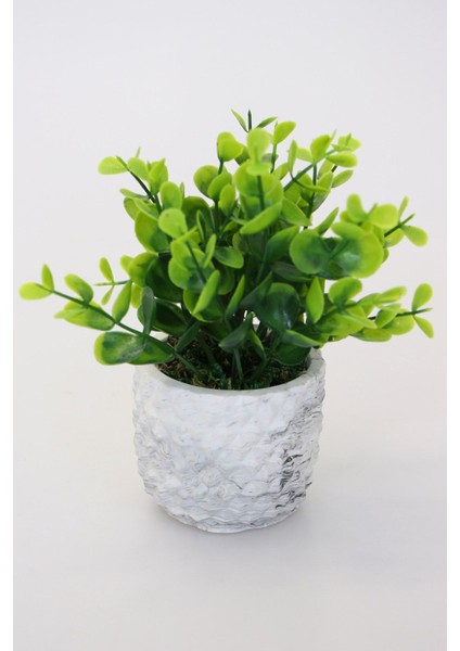 Dekoratif Beton Saksıda Şimşir Tanzimi 15 cm