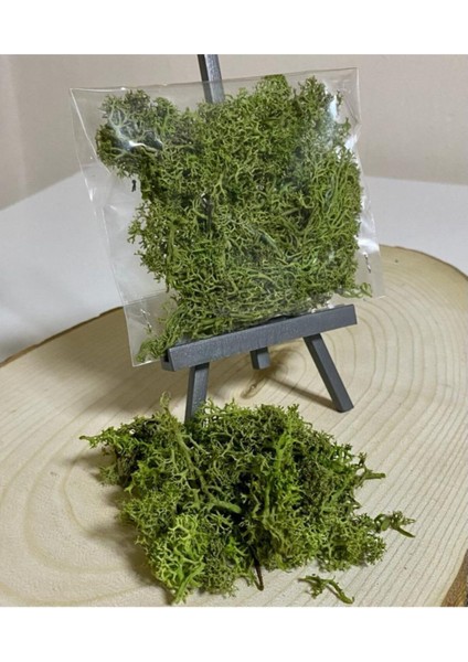 Açık Yeşil Organik Yosun / Moss