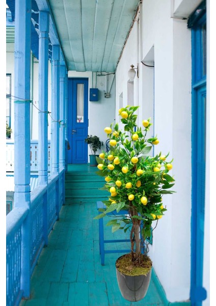 Limon Ağacı Doğal Görünümlü Çalılı Lüks Yapay Ağaç 90 cm . modelleri