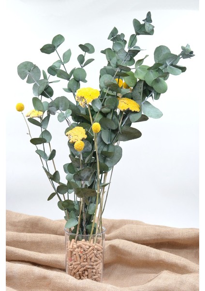 Şoklanmış Okaliptus, Şemsiye Otu ve Craspedia Aranjman modelleri