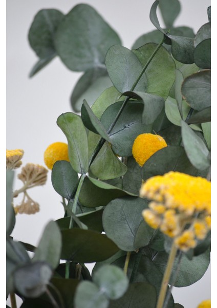 Şoklanmış Okaliptus, Şemsiye Otu ve Craspedia Aranjman indirimleri