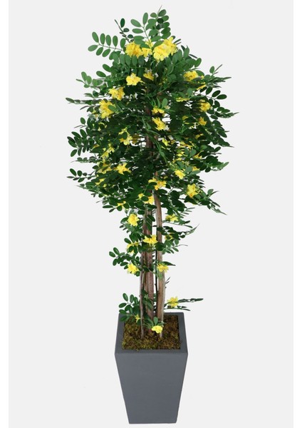 Yapay Sibirya Bezelye Ağacı Caragana Arborescens 180 cm