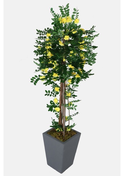 Yapay Sibirya Bezelye Ağacı Caragana Arborescens 180 cm fiyatları