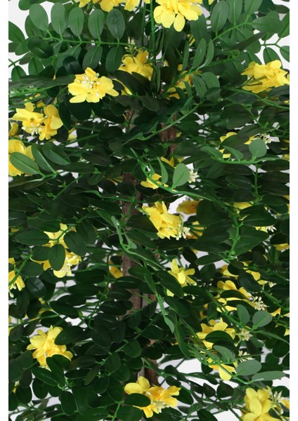 Yapay Sibirya Bezelye Ağacı Caragana Arborescens 180 cm fırsatları