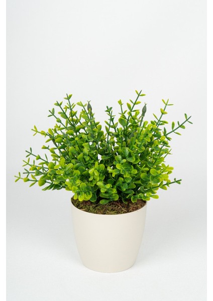 Beyaz Saksıda Yapay Şimşir Yeşillik