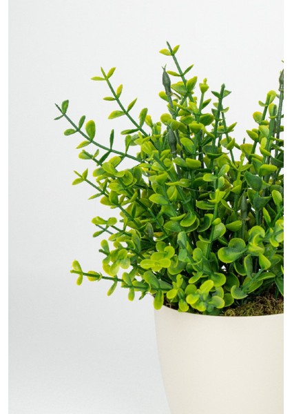 Beyaz Saksıda Yapay Şimşir Yeşillik fiyatları