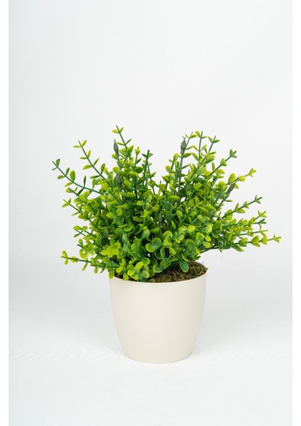 Beyaz Saksıda Yapay Şimşir Yeşillik modelleri