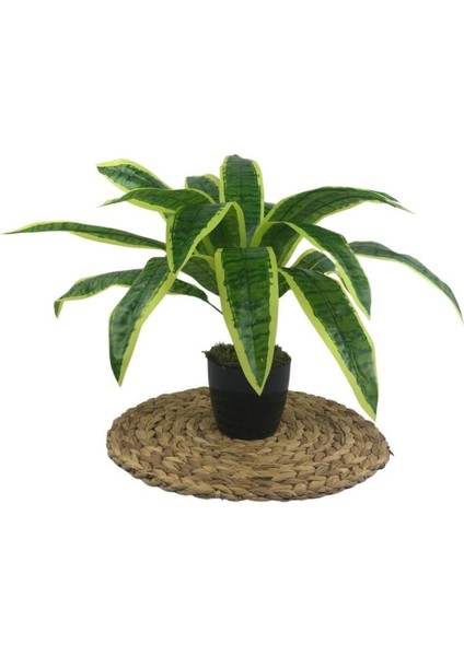 Yapay Çiçek Masengena Sansevieria 12 Dal 40*50 cm Salon Çiçeği Plastik Siyah Saksılı Yapay Bitki