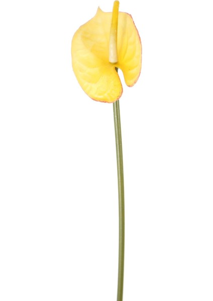 Yapay Yıkanabilir Silikon Antoryum Çiçeği 48 cm Sarı