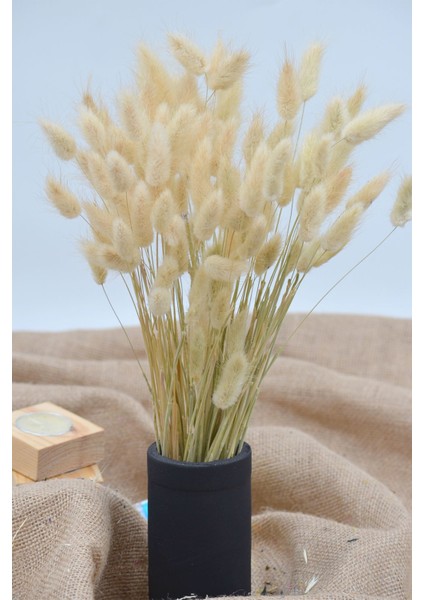 Kurutulmuş Pamuk Otu (Tavşan Kuyruğu) Naturel 40 Dal