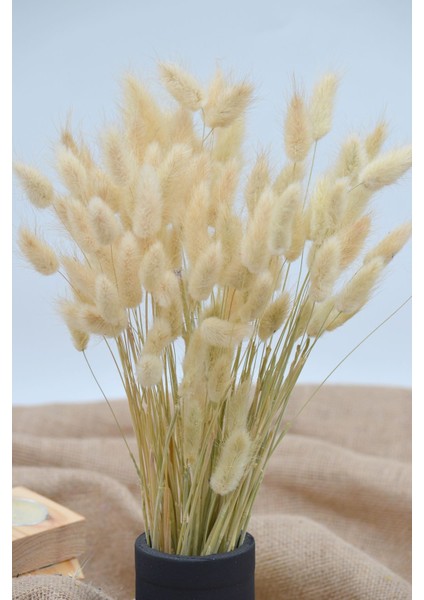 Kurutulmuş Pamuk Otu (Tavşan Kuyruğu) Naturel 40 Dal fiyatları