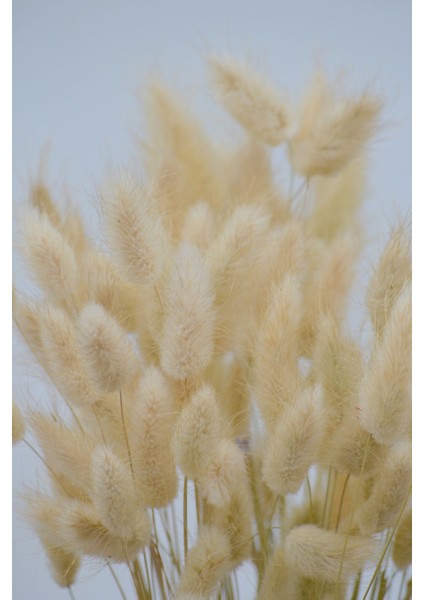 Kurutulmuş Pamuk Otu (Tavşan Kuyruğu) Naturel 40 Dal modelleri